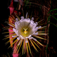 Illustration for article titled The Queen Of The Night